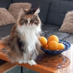 Nikita